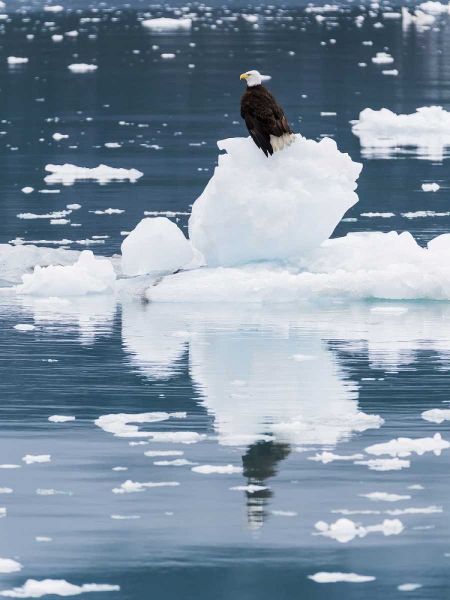 Alaska, Glacier Bay NP Bald eagle on iceberg